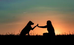 El perro lunero rutas de verano