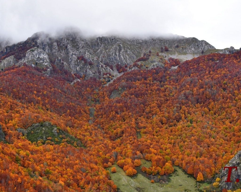 rutas en grupo con perros