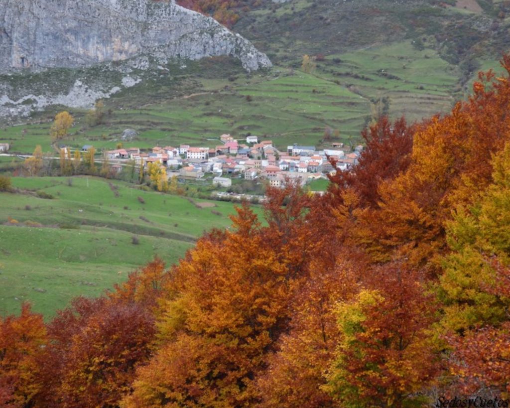 caminatas con perros