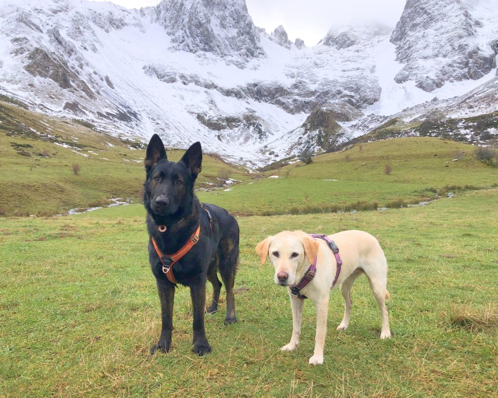 rutas organizadas con perros