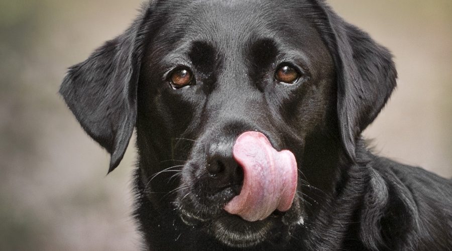 Labrador Retriever: Más que una cara amable